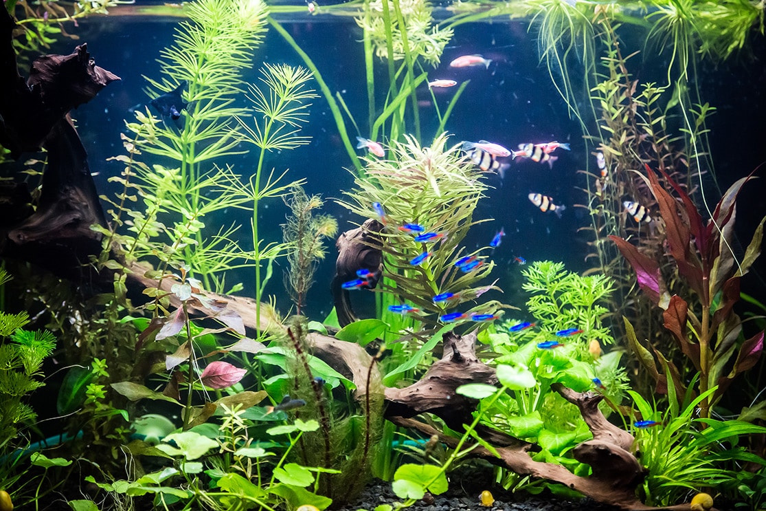 Wasserpest Pflanze Aquarium Aquarienpflanze Wasserpflanze