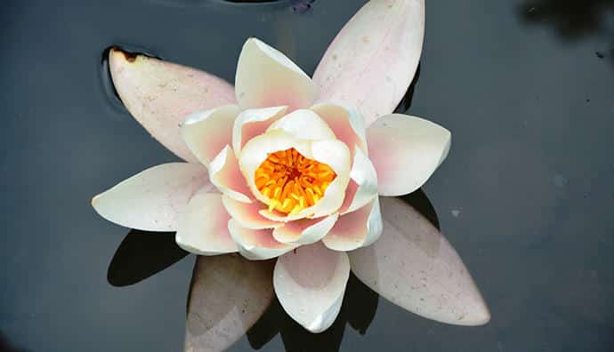 Blühende Teichrosen - eine Zierde für jeden Gartenteich