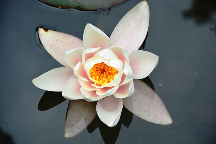 Blühende Teichrosen - eine Zierde für jeden Gartenteich