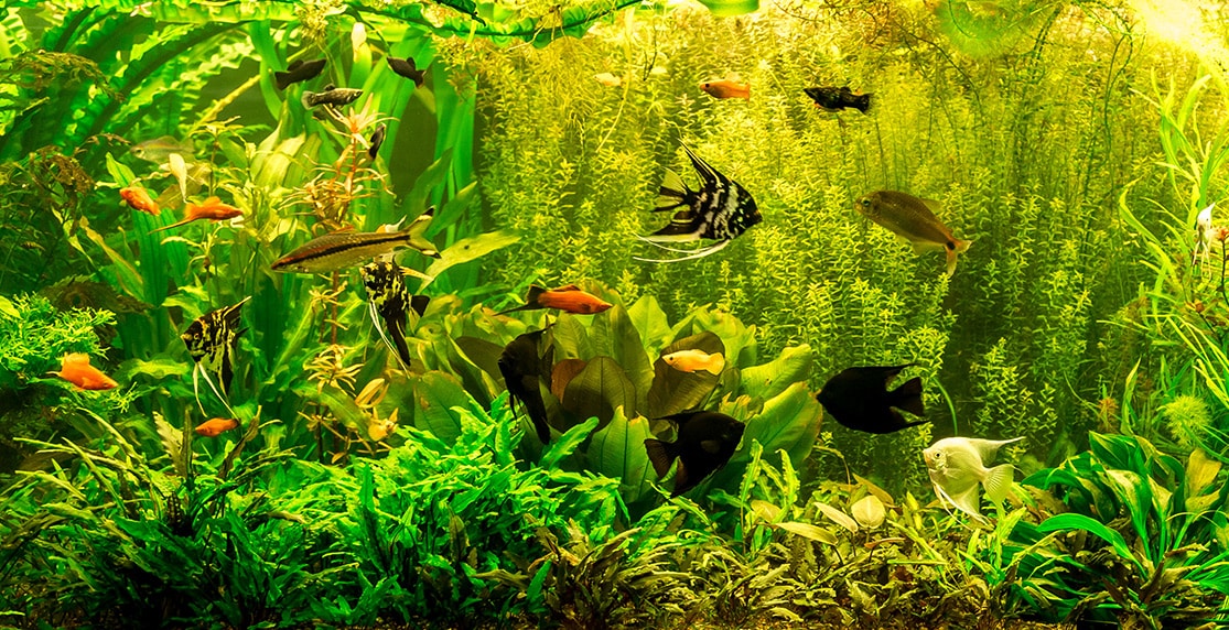 Die besten Wasserpflanzen für dein Aquarium