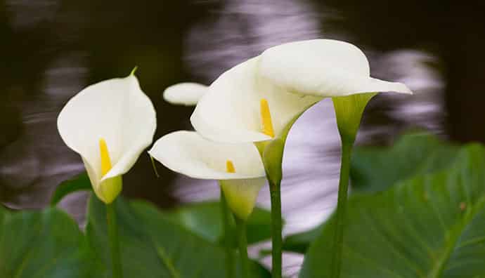 Schön, aber gefährlich - giftige Wasserpflanzen im Gartenteich