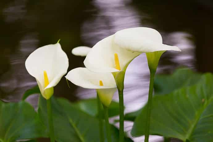 Schön, aber gefährlich - giftige Wasserpflanzen im Gartenteich