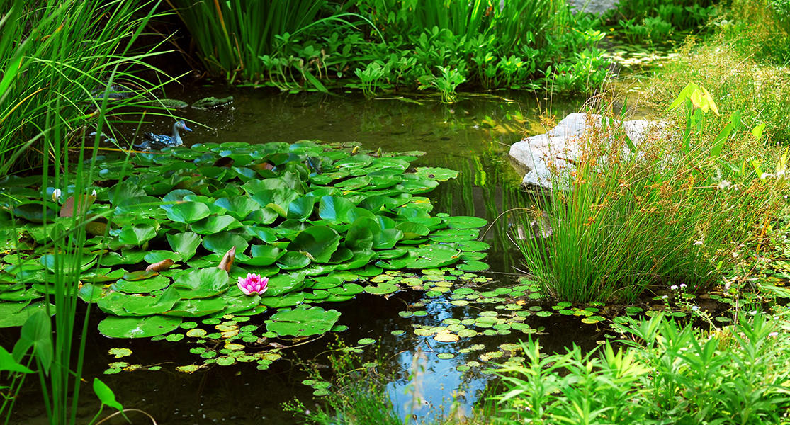 Teich Wasserpflanzen kaufen