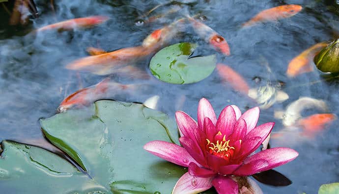 Wasserpflanzen für den Koiteich - welche sind geeignet?