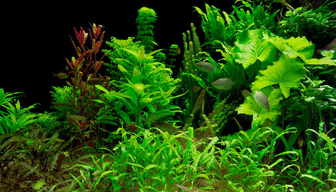 Wasserpflanzen für das Aquarium selber züchten