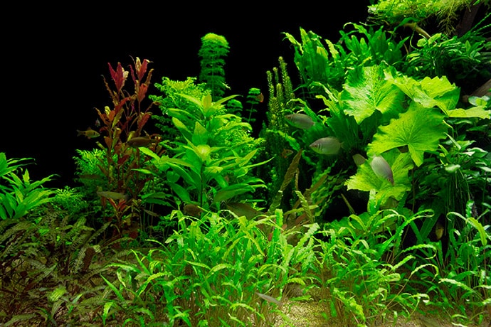 Wasserpflanzen für das Aquarium selber züchten