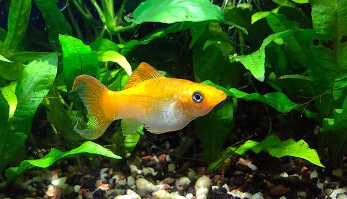 Aufsitzerpflanzen für das Aquarium - attraktiv und praktisch