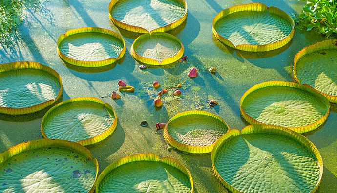 Welche Wasserpflanzen passen in einen Miniteich?