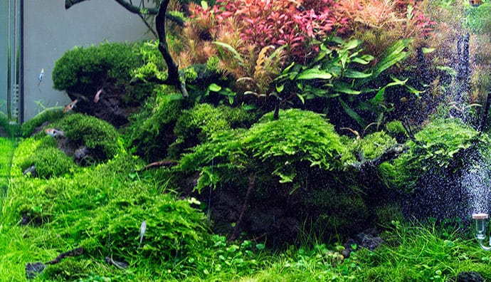 Wasserrasen für das Aquarium - ein gutes Mittel gegen Algen