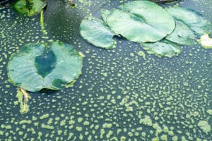 Algen im Gartenteich diese Wasserpflanzen lösen das Problem