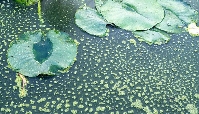 Algen im Gartenteich - diese Wasserpflanzen lösen das Problem