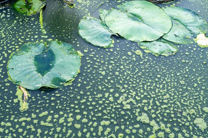 Algen im Gartenteich - diese Wasserpflanzen lösen das Problem