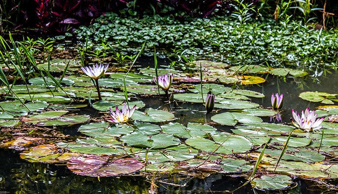 Pflegeleichte Wasserpflanzen für das Aquarium