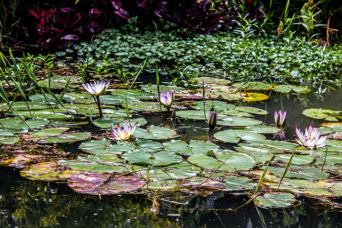 Pflegeleichte Wasserpflanzen für das Aquarium