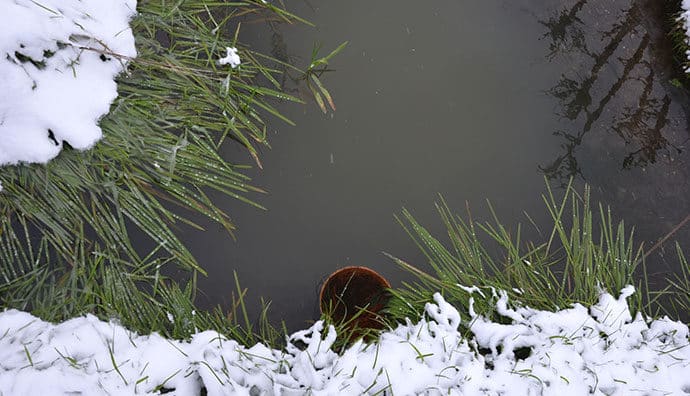 So kommen empfindliche Wasserpflanzen gut durch den Winter