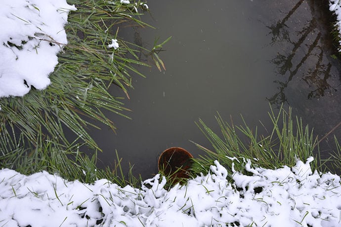 So kommen empfindliche Wasserpflanzen gut durch den Winter