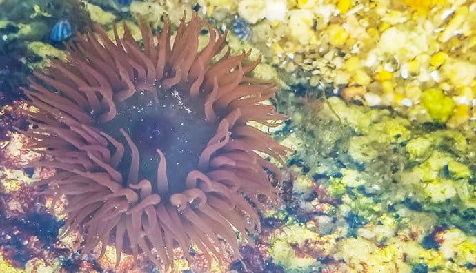 Wasseranemonen als Teichpflanzen sind eine echte Zierde