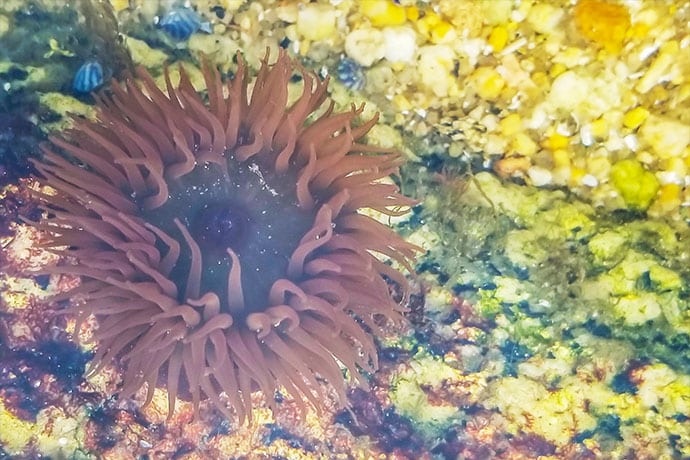 Wasseranemonen als Teichpflanzen sind eine echte Zierde