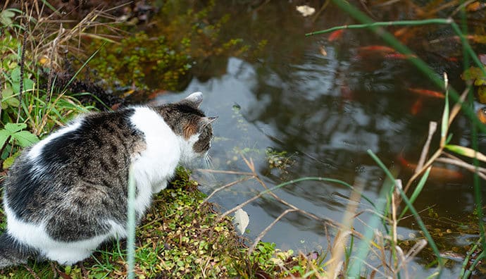 Wasserpflanzen, die für Katzen giftig sind