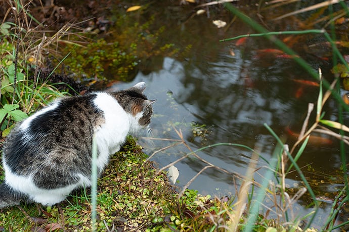 Wasserpflanzen, die für Katzen giftig sind