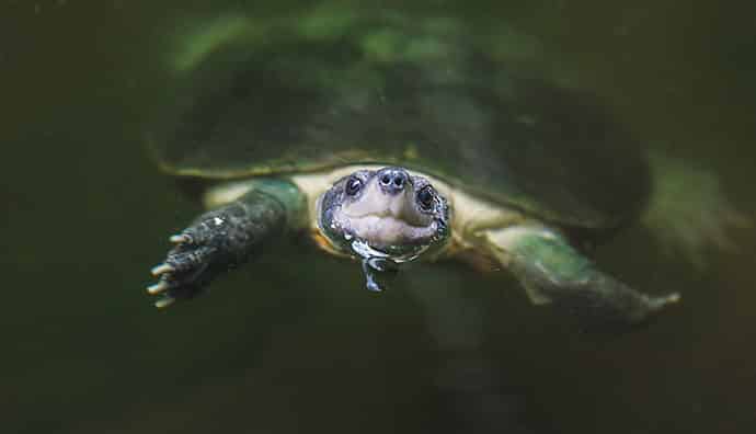 Welche Wasserpflanzen für Schildkröten sind optimal?