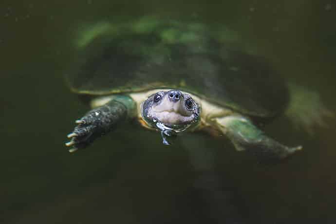 Welche Wasserpflanzen für Schildkröten sind optimal?